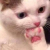 Gatos uwu 20