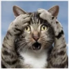 Gatitos 19