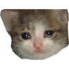 Gatos uwu 21