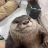 Otters Moods 15