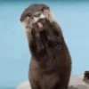 Otters Moods 16