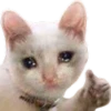 Gatos uwu 22