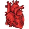 HEART2 17