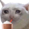 Gatos uwu 23
