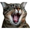 Gatitos 19