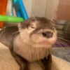Otters Moods 17
