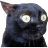 Gatitos 20