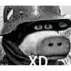 xdddd 15
