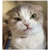 Gatitos 20