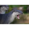 Otters Moods 18