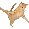 Gatitos 23