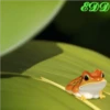 Frogs 20