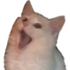 Gatos uwu 24