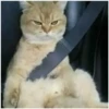Gatitos 21