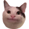Gatos uwu 25
