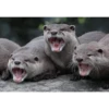 Otters Moods 20