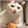 Gatitos 22