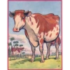 COW 25