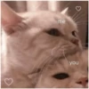 Gatitos 23
