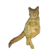 Gatitos 24