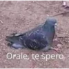 xdddd 19