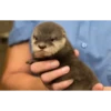 Otters Moods 21