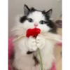 Gatitos 24