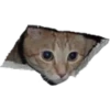 Gatos uwu 27