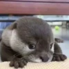 Otters Moods 22