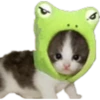 Gatos uwu 28