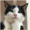 Gatitos 25