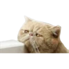 Gatitos 25
