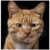 Gatitos 26