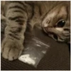 Gatitos 27