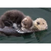Otters Moods 23