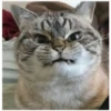 Gatitos 28