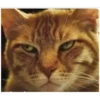 Gatitos 29