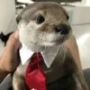 Otters Moods 24