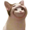 Gatos uwu 29