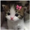 Gatitos 30