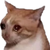 Gatos uwu 30