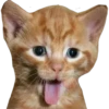 Gatitos 29