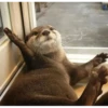 Otters Moods 25