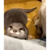 Otters Moods 26