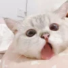 kibe de gatito 5