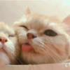 kibe de gatito 6