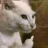 memes gatos 5