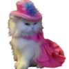 Gatitos 3 Clásica 6