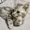 kibe de gatito 8