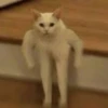 memes gatos 6